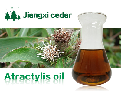 Atractylis oil