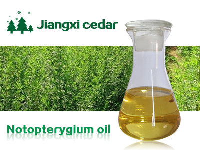 Notopterygium incisum oil