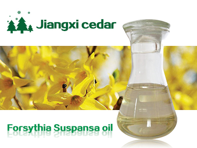 forsythia oil